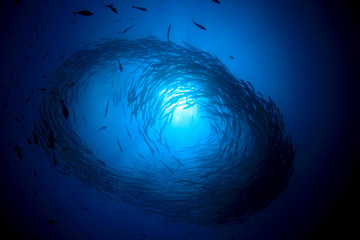 Barracuda fish school in ocean  