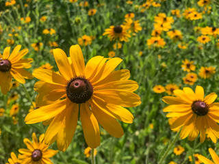 Field of blackeyed susan flowers