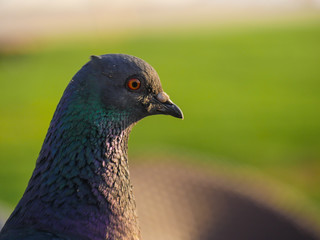 Pigeon posing