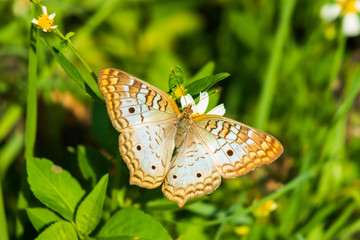 Beige orange brown butterfly on white leaved flower, close-up