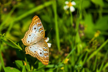 Beige orange brown butterfly on white leaved flower, close-up