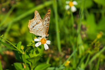 Beige orange brown butterfly on white leaved flower, close-up