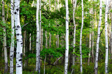 Naklejka premium Mystic Birch