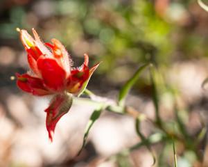 Orange Paintbrush Breckenridge Colorado