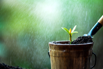 Small plant growing in the garden. Fresh start of the day. Save environment and new transformation...