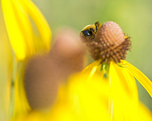 Bee pollinates blooming bright yellow flower of cut leaf coneflower, a species of flowering plant in the aster family. 