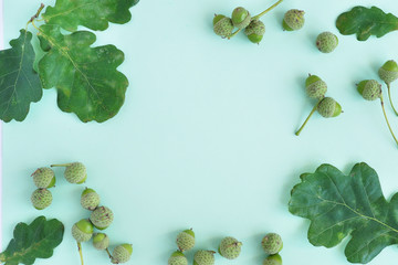 Green oak leaves and young acorns on a  mint background. Creative flat layout, top view. concept...