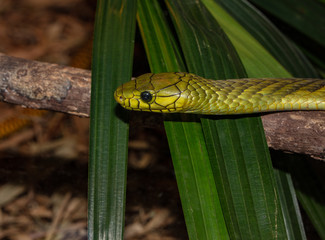 african green mamba gets a side profile