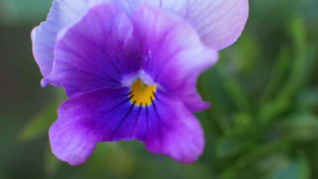 Purply blue flower with a green background.
