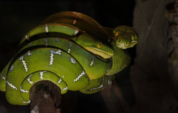 green tree pyton has spotted you approaching