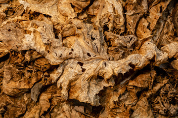 Dry leaves texture and background