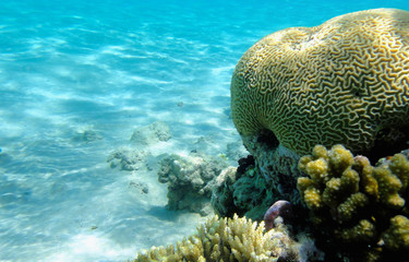 Beautiful underwater world with corals and exotic fish in the Red sea. Egypt           