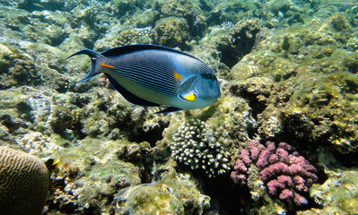 Obraz na płótnie Canvas Beautiful underwater world with corals and exotic fish in the Red sea. Egypt 