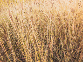 Fototapeta premium Close up nature of gold grass beautiful on sunshine background.