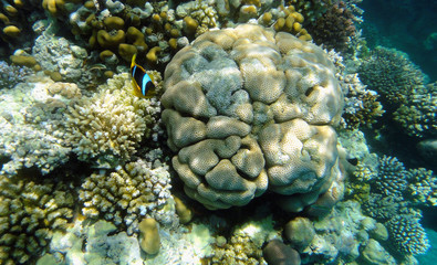 Beautiful underwater world with corals and exotic fish in the Red sea. Egypt 