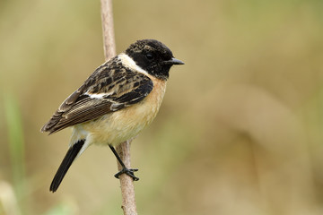 Amazed animal, Siberian or Asian stonechat (Saxicola maurus) chubby ine brown bird with black head...