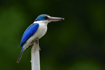 Amazed Collared kingfisher (Todiramphus chloris) white and blue bird perching on old bamboo stick in middle of stream, fascinated nature