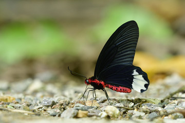 Fototapeta na wymiar Amazed pink with black wings and white marks butterfly on rock ground with blur green background, Burmese Batwing (Atrophaneura varuna zaleucus)