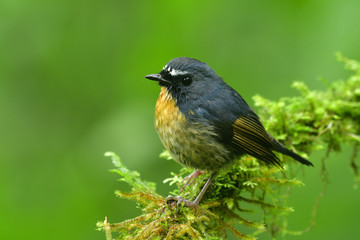 Ball blue and white forehead bird perching on mossy branch over fine green environment,  Snowy-browed Flycatcher (ficedula hyperythra)