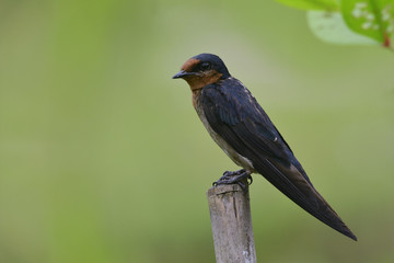Naklejka na ściany i meble Barn swallow (Hirundo rustica) swift, lovely little slim black bird with brown face perching on top bamboo stick over blur green background in nature