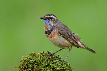 Beautiful brown bird perching on mossy spot in meadown field over bright green background showing its colorful feathers on neck, Blue throat (Luscinia svecica)