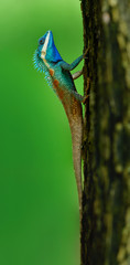 Beautiful bright blue head chameleon on tree over fine blur green background in nature, fascinated lizard
