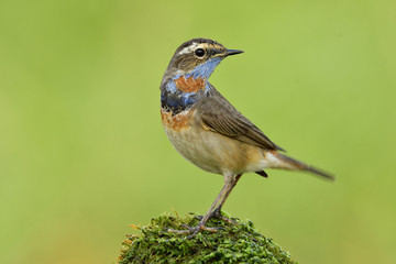 Beautiful brown bird with orange and blue marking on its chest lovely perching on mossy spot in meadown field over bright green background, Blue throat (Luscinia svecica)