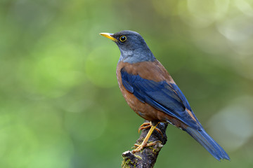 Beautiful brown bird with black wings and silver head bird perching on wooden branch over green bokeh and natural lighting, Chestnut thrush (Turdus rubrocanus)