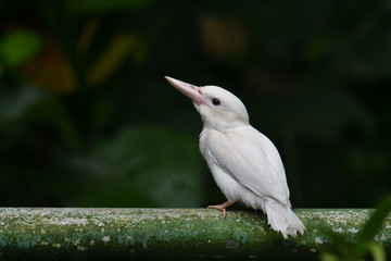 Beautiful white morph Juvenile Collared kingfisher (Todiramphus chloris) fascinated all white bird perching on green round fence while waiting for his parents to take care