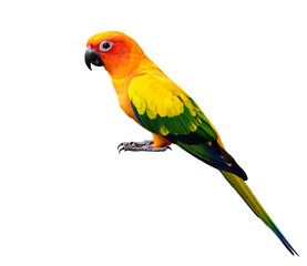 Beautiful yellow and green parrot, sun conure parakeet (Aratinga solstitialis) isolated on white background with details from head to tails