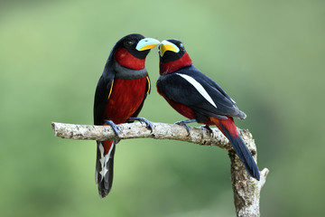 Birds in Love, Black-and-red broadbill (Cymbirhynchus macrorhynchos) lovely black and red birds perching on wooden stick over fine green blur background