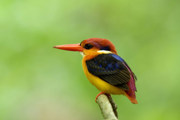 Black-backed or oriental dwarf kingfisher (Ceyx erithaca) colorful bird perching on wooden branch in nesting days at Kaeng krachan national park, exotic animal