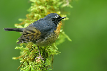 Blue bird with white eye brows perching on mossy branch over fine green background,  Snowy-browed or white-browed Flycatcher (ficedula hyperythra)