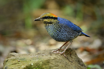 Blue Pitta (Hydrornis cyaneus) colorful bird with yellow and red color feathers on its head perching on rock in feeding season taken from Kaoyai national park, Thailand
