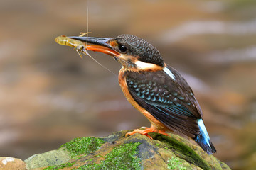Blue-banded Kingfisher (Alcedo euryzona) beautiful mother bird carrying small shrimp meal while percing on rock in stream to feed it chicks, exotic wild animal