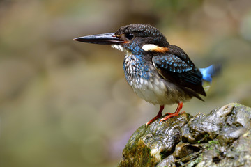 Blue-banded Kingfisher (Alcedo euryzona) chubby with bright blue feathers on its chest and tail wagging while standing on rock in stream, rare bird in Thailand