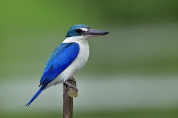 Collared kingfisher (Todiramphus chloris) beautiful lovely bright blue bird smartly perching on wood branch over fine blur green background in stream