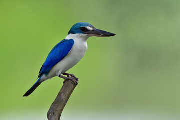 Obraz premium Collared kingfisher (Todiramphus chloris) slim blue and white bird with large beaks perching on wood pole in fine lighting moment, amazed animal