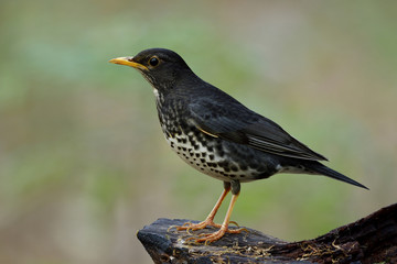 Fascinated black bird with white stripe belly yellow beaks and legs perching wooden log in nature showing its side feathers details, Juvenile of Japanese thrush (Turdus cardis)