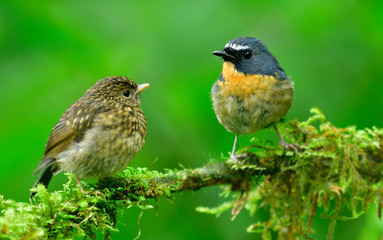 Family of Snowy-browed Flycatcher (ficedula hyperythra) father in blue and baby in brown feather color perching on same mossy branch over fine green background, exotic nature