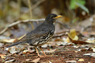 Fascinated black bird with white stripe belly yellow beaks and legs standing on ground  in nature showing its side feathers details, Juvenile of Japanese thrush (Turdus cardis)