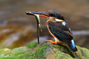 Female of Blue-banded Kingfisher (Alcedo euryzona) keen mother bird carrying long tail lizard while percing on rock in stream to feed it chicks, exotic wild animal