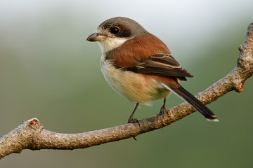 Female of Burmese Shrike (Lanius collurioides) exotic chubby brown bird with grey head and big eyes calmly perching on curve brancg over fine green background, amazed animal