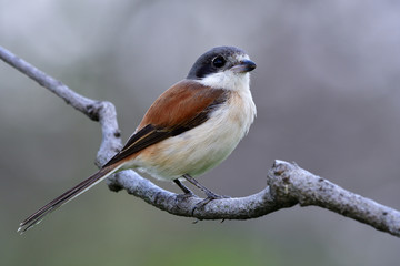 Female of Burmese Shrike (Lanius collurioides) lovely brown bird with grey head and big eyes calmly perching on curve brancg over fine dark background, beautiful nature