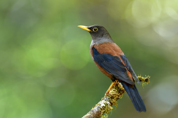 Female of Chestnut thrush (Turdus rubrocanus) beautiful dark brown bird with black wings and silver head perching on green mossy branch over soft lighting environment, fascinated animal