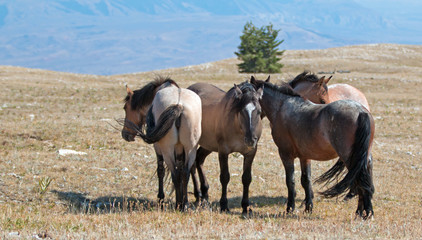 Small herd of Wild Horses on Sykes Ridge in the Pryor Mountains Wild Horse Range in Montana United States