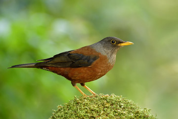 Female of Chestnut thrush (Turdus rubrocanus) beautiful brown and black with silver head bird perching on mossy spot in green natural environment, exotic animal