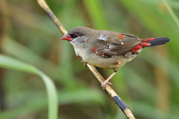lovely little brown bird with red and white dots on its feathers  perching on grass stick in meadow field, female of Red avadavat, munia or strawberry finch (Amandava amandava) in nature