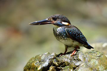 Male Blue-banded Kingfisher (Alcedo euryzona) dark blue with bright marking on chest perching on rock in stream with sharp feathers details, fascinated animal