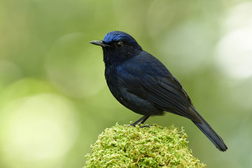 Male of White-tailed Robin (Cinclidium leucurum) beautiful fan tail dark blue bird perching on mossy branch showing its side feathers profile in nature, amazed animal